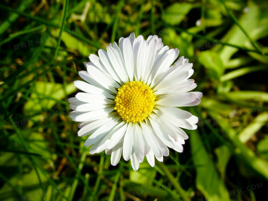 盛开的白色菊花特写摄影图片