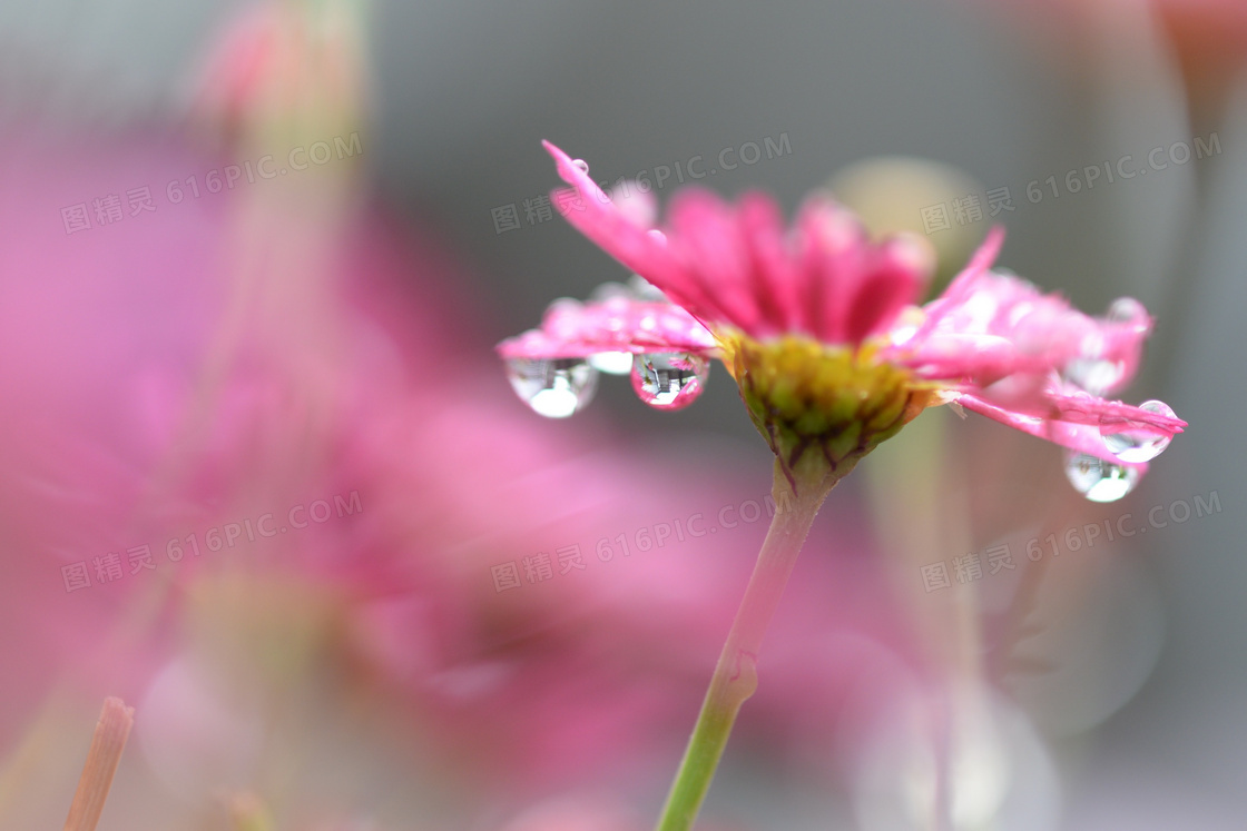 雨后挂满水滴的红色小花摄影图片