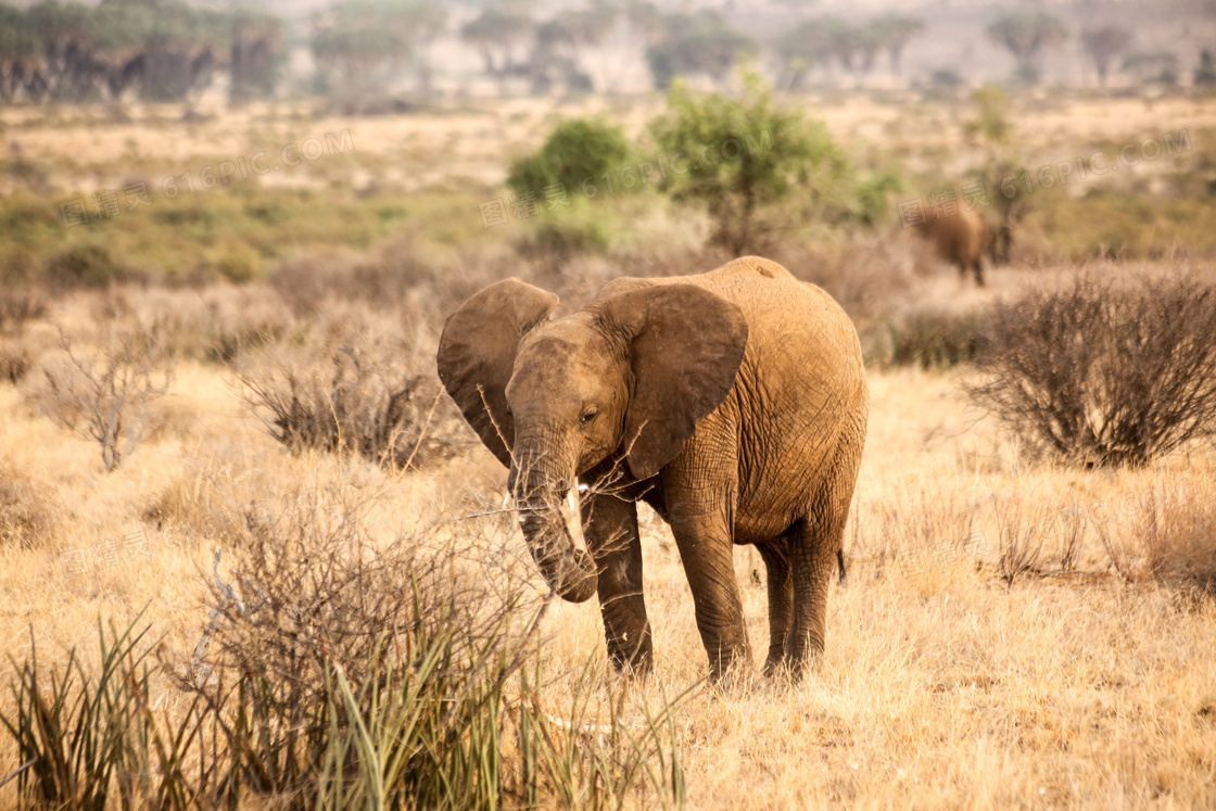 草原上一头落单的大象摄影高清图片