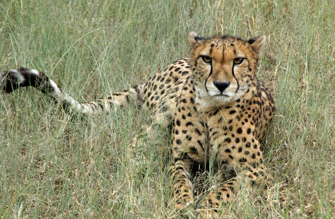 在乱草丛中的一只猎豹摄影高清图片
