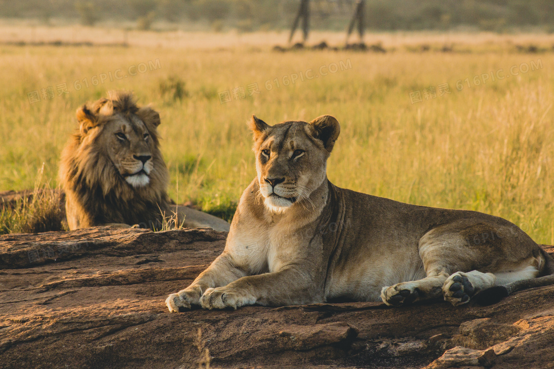 草原上的雄狮与母狮子摄影高清图片