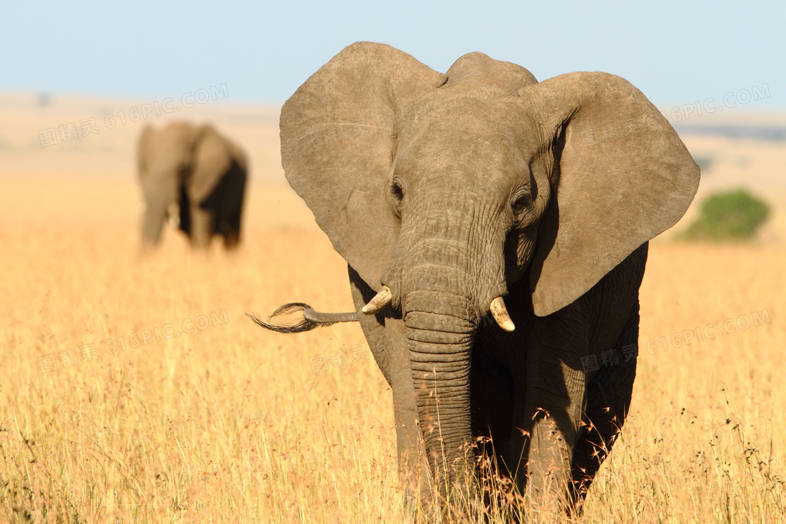 草原上行走的大象特写摄影高清图片