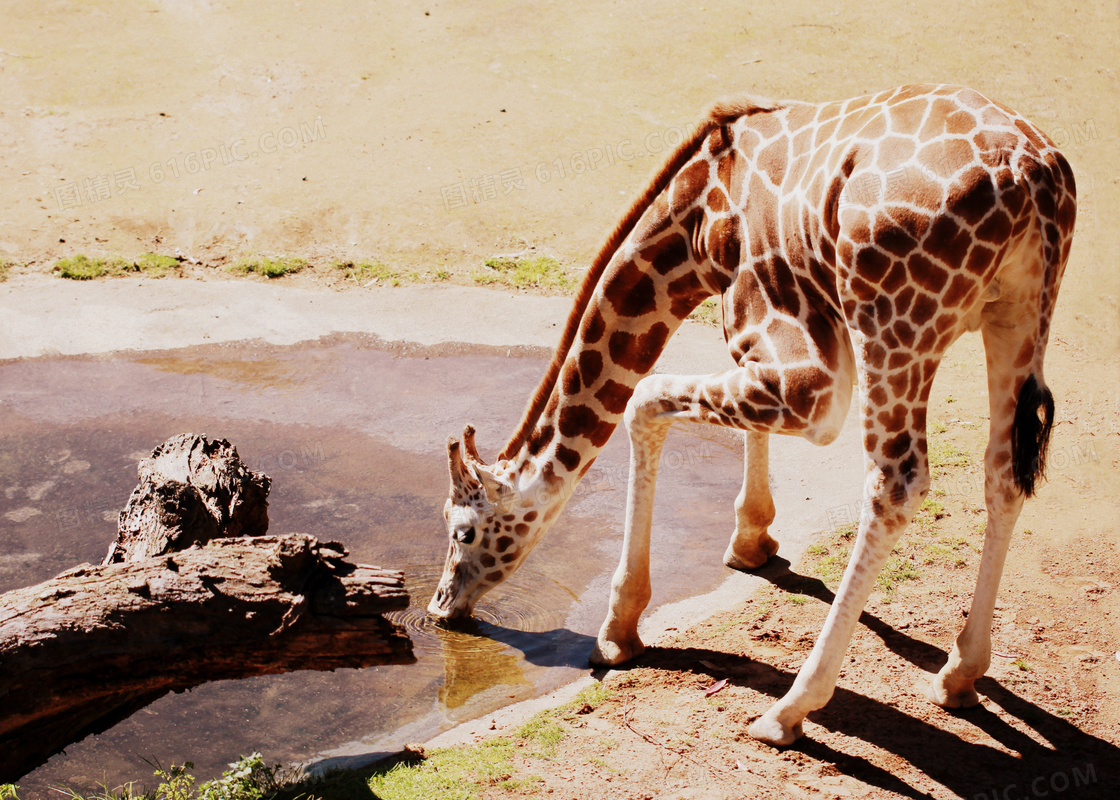 来到水源饮水的长颈鹿摄影高清图片