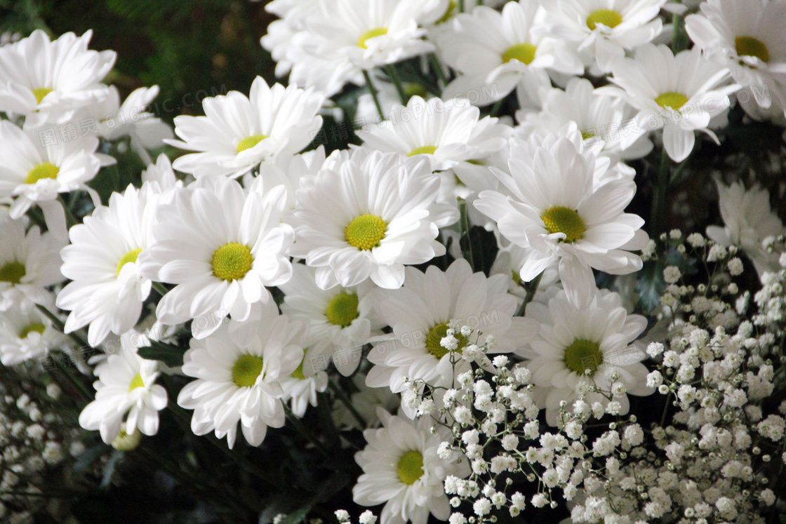 盛开的白色雏菊和满天星摄影图片