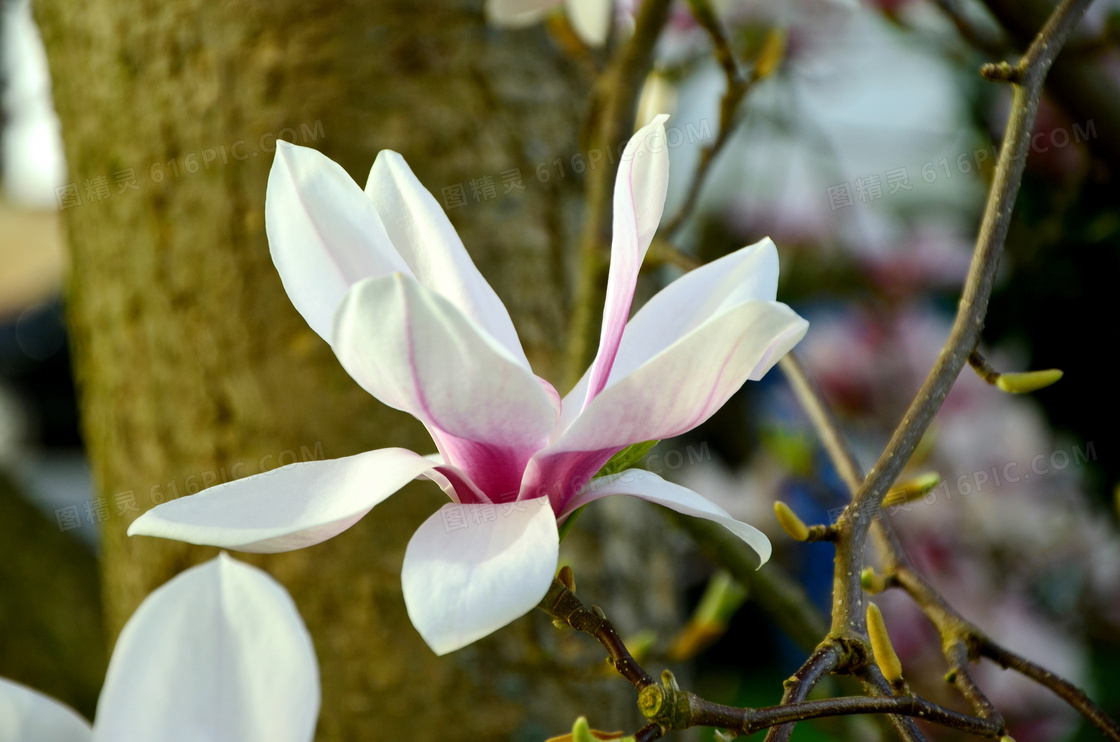 花枝上的白色玉兰花高清摄影图片