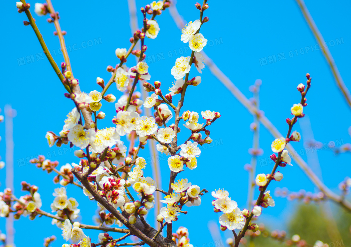 蓝天下的梅花摄影图片
