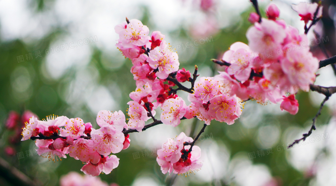 枝头上盛开的美丽梅花摄影图片