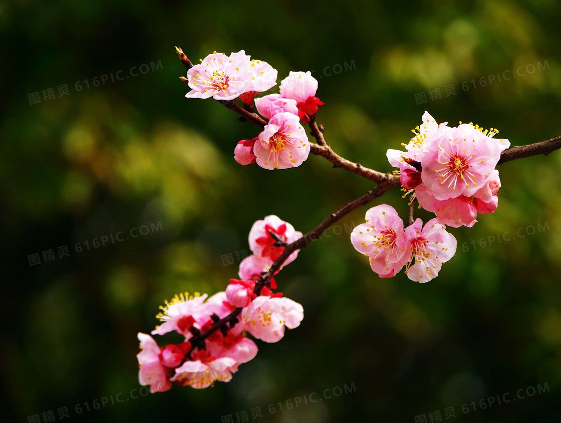 枝头盛开的粉色梅花摄影图片