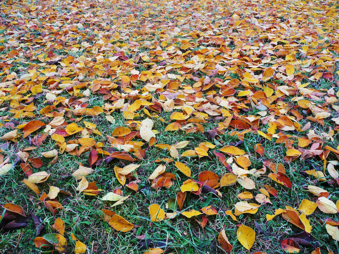 草地上飘落的树叶摄影图片