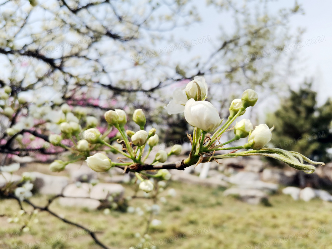 含苞待放的桃花花苞摄影图片