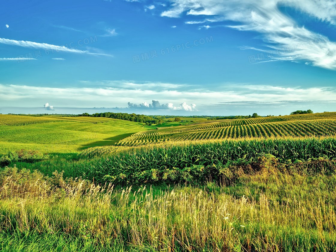 蓝天白云下的农田和草丛摄影图片