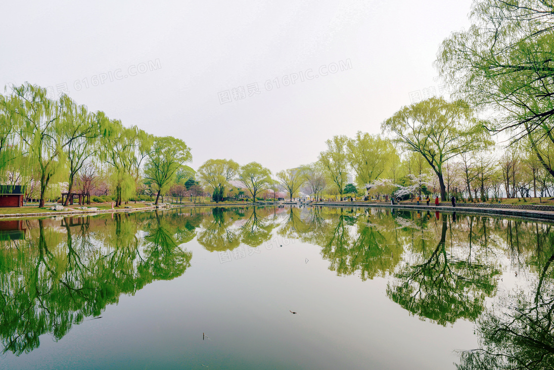 公园中池塘边美丽的柳树摄影图片