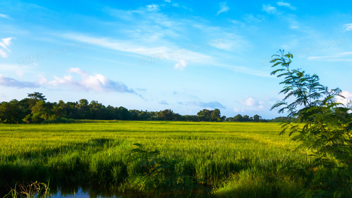蓝天白云下的绿色稻田摄影图片