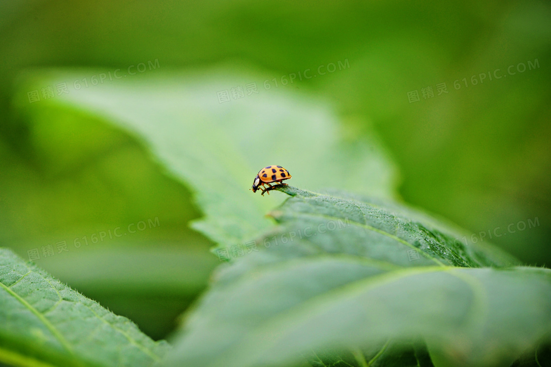植物叶子上的一只瓢虫特写高清图片