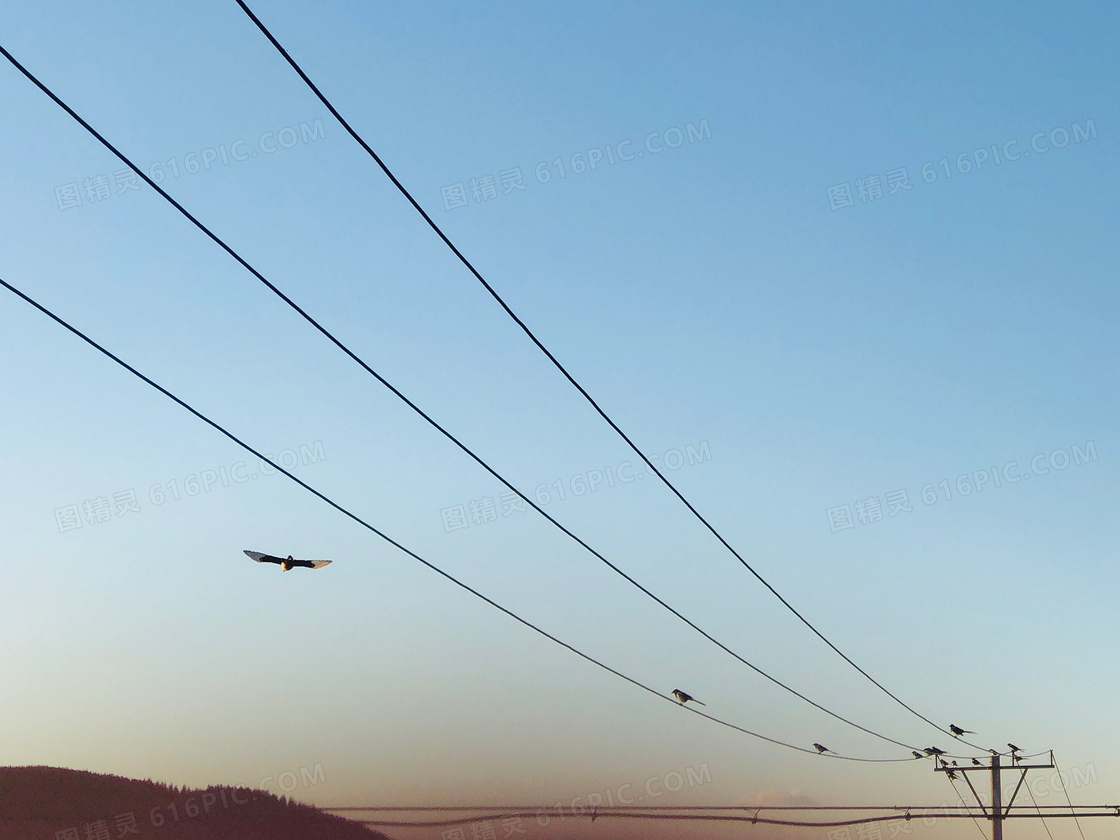 高压电线上停留的小鸟摄影高清图片