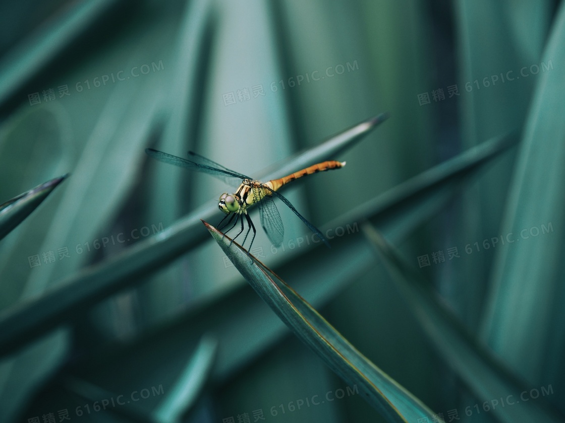 植物叶子上的蜻蜓特写摄影高清图片