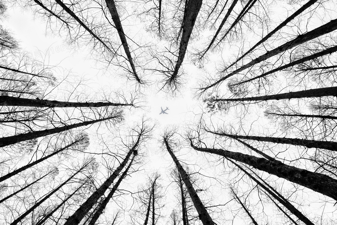 凋零树木与空中的飞机摄影高清图片