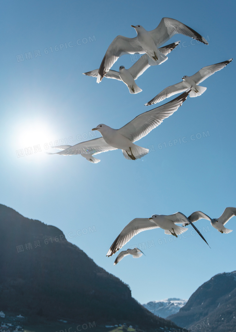 飞越高山的白色鸽子们摄影高清图片