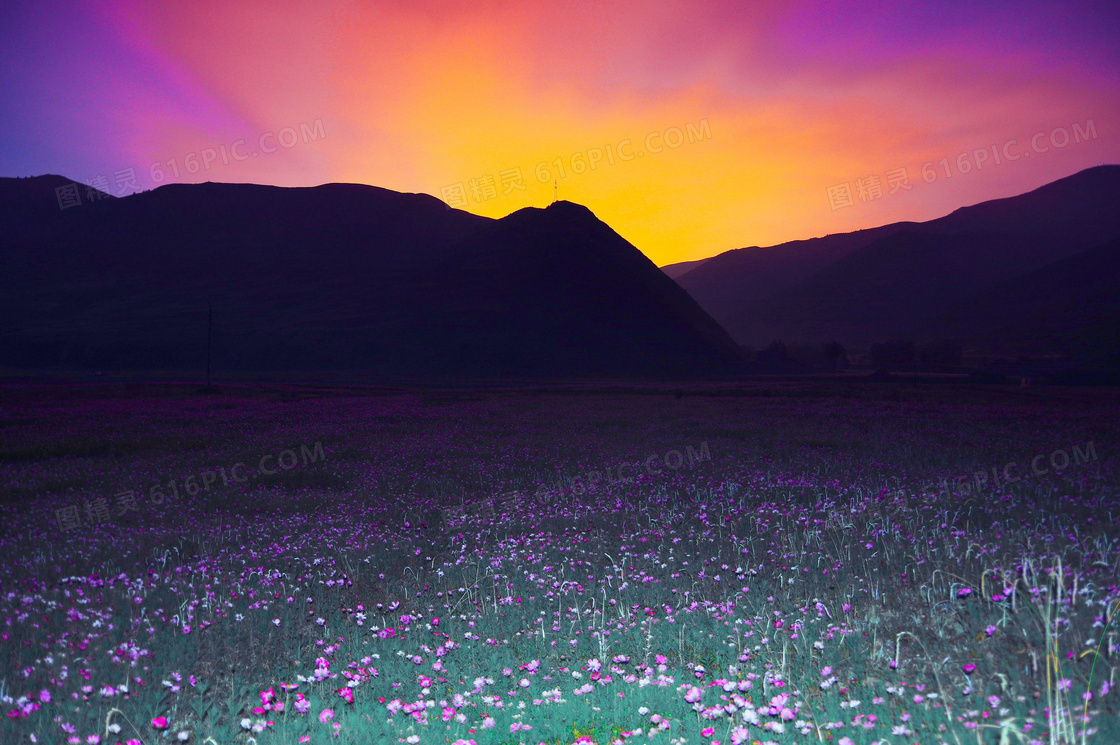 花草丛与山那边绚丽的霞光高清图片