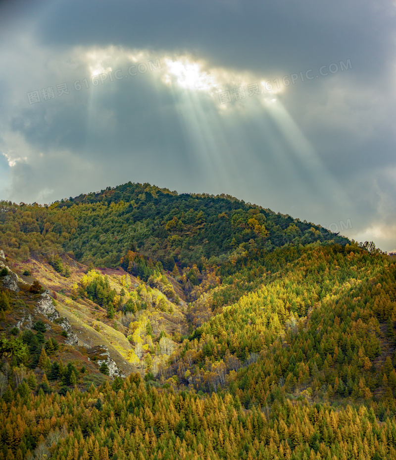 秋天山坡上的树木植被摄影高清图片