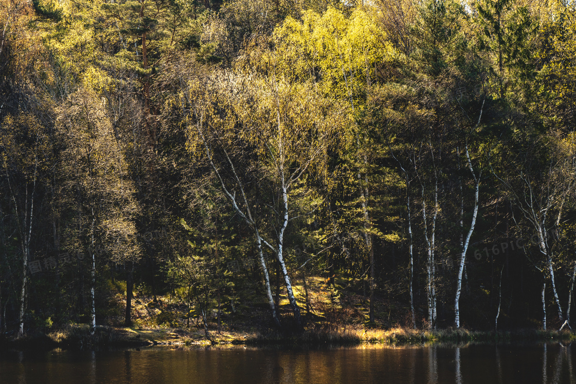 在河边生长的郁葱树木摄影高清图片
