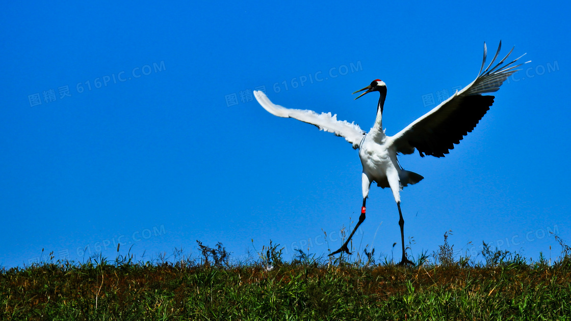 在草地上展翅跳舞的丹顶鹤高清图片