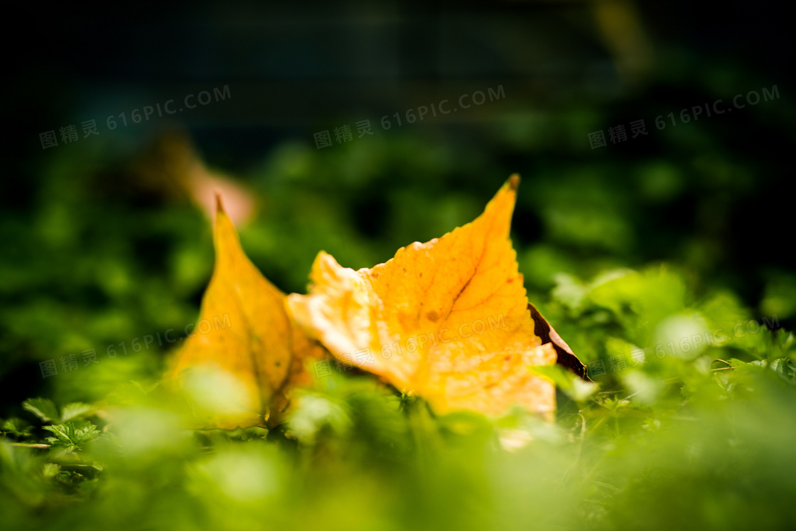 落在草地上的两枚树叶摄影高清图片