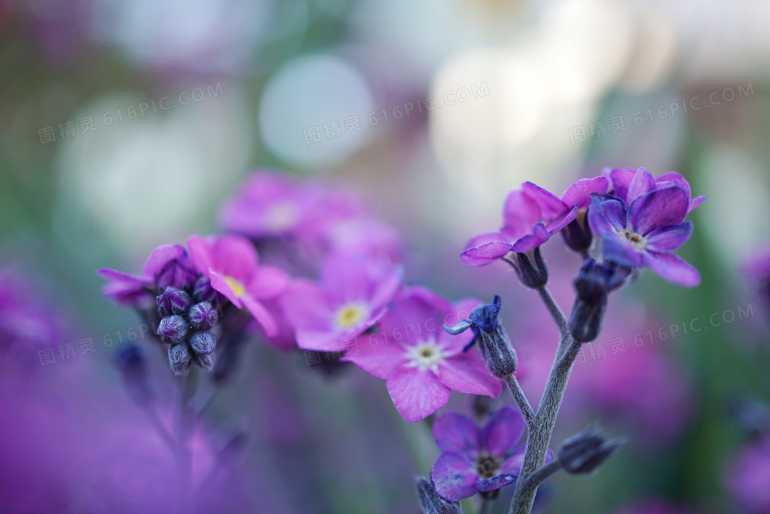 在野外绽放的紫色花朵摄影高清图片