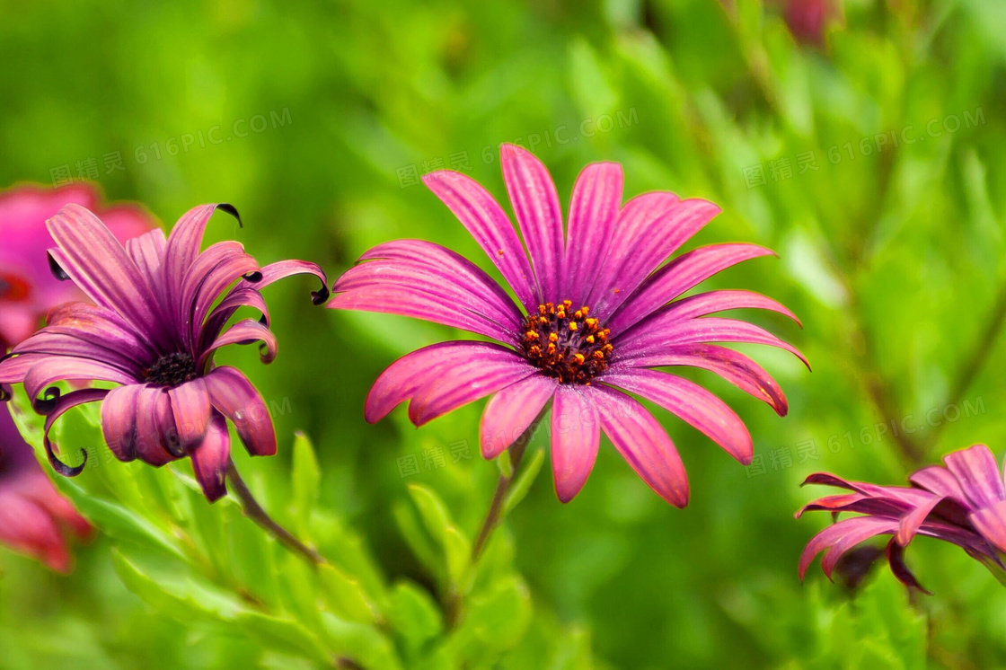 盛开的紫颜色花卉植物摄影高清图片