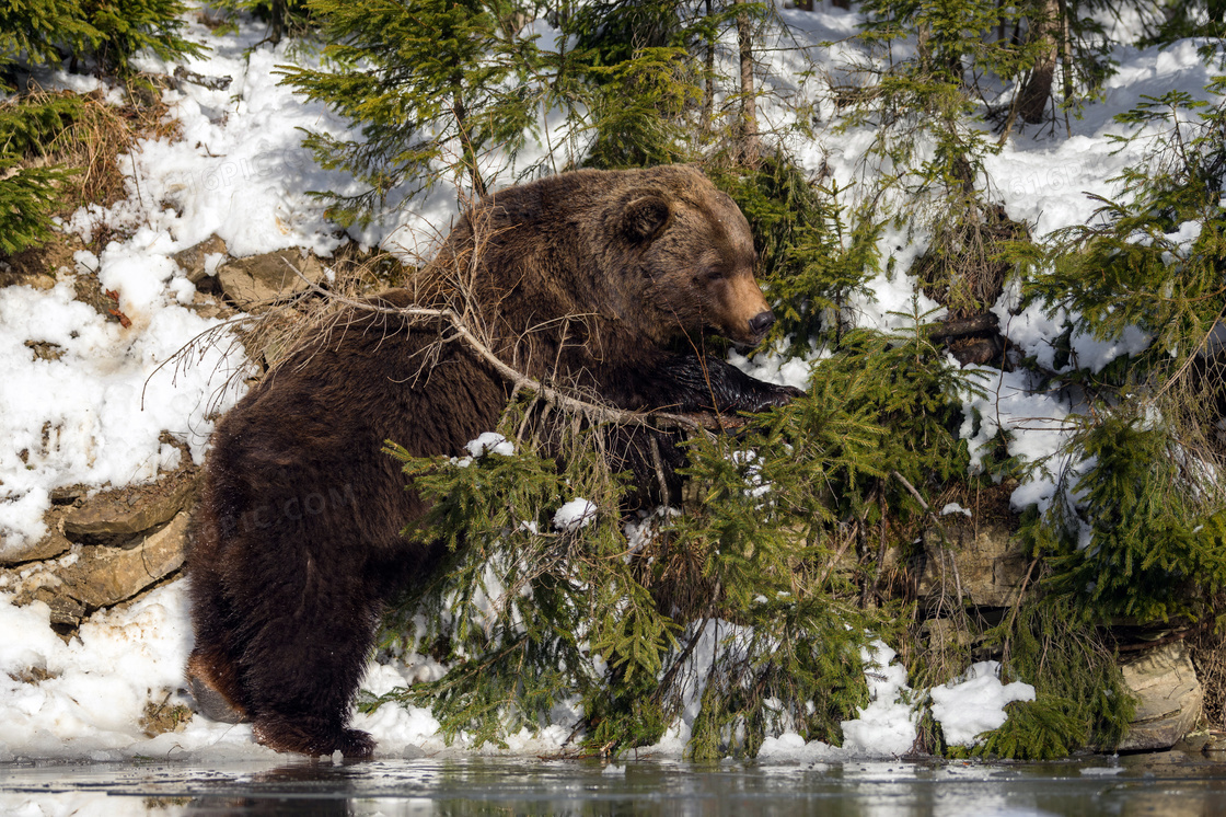 在河边树丛中觅食的熊摄影高清图片