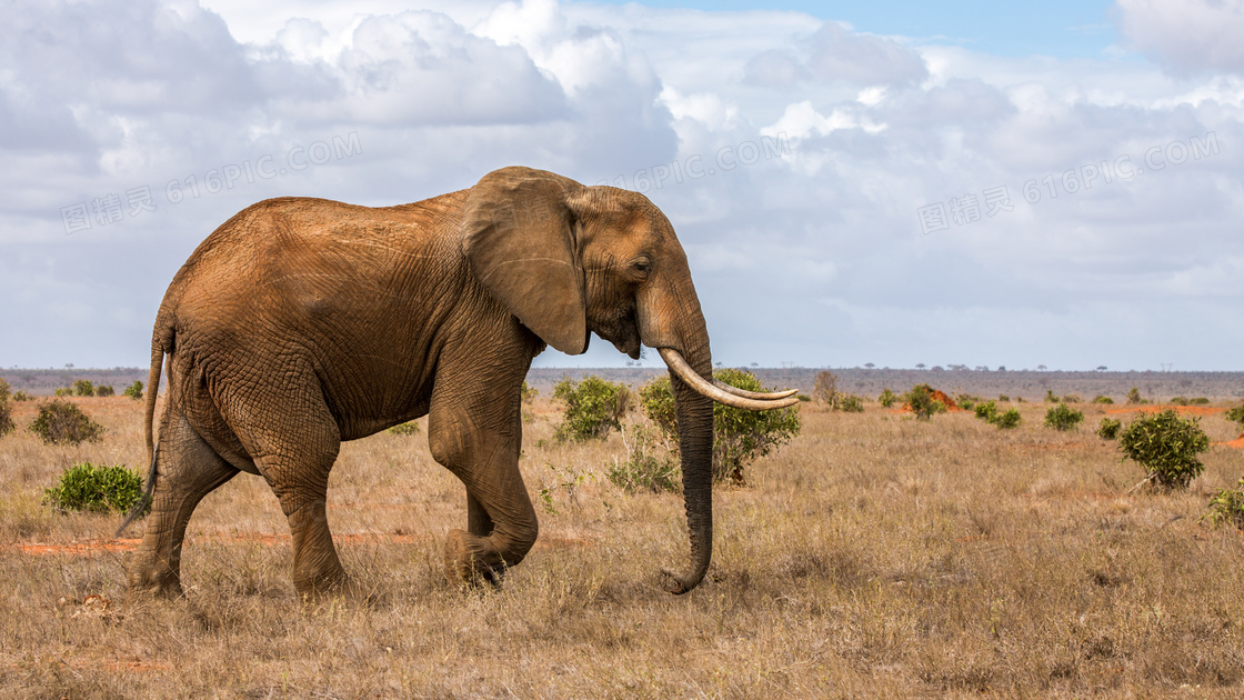 草原上一只掉队的大象摄影高清图片