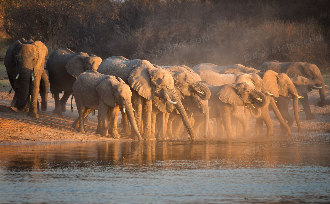 在水源地喝水的大象群摄影高清图片