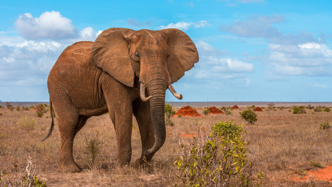 在草原四处觅食的大象摄影高清图片