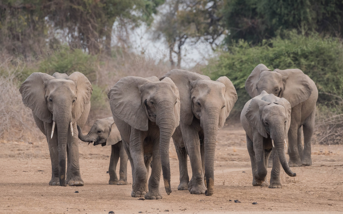 草原上外出觅食的大象摄影高清图片