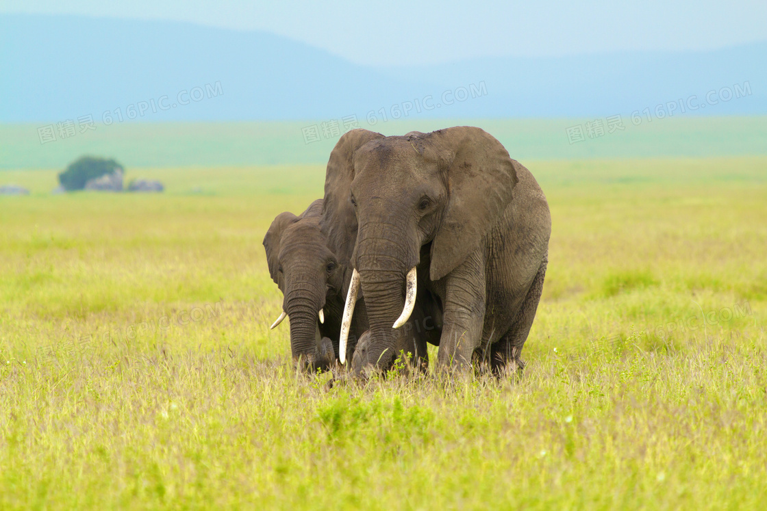 在草原上结伴而行的俩大象高清图片