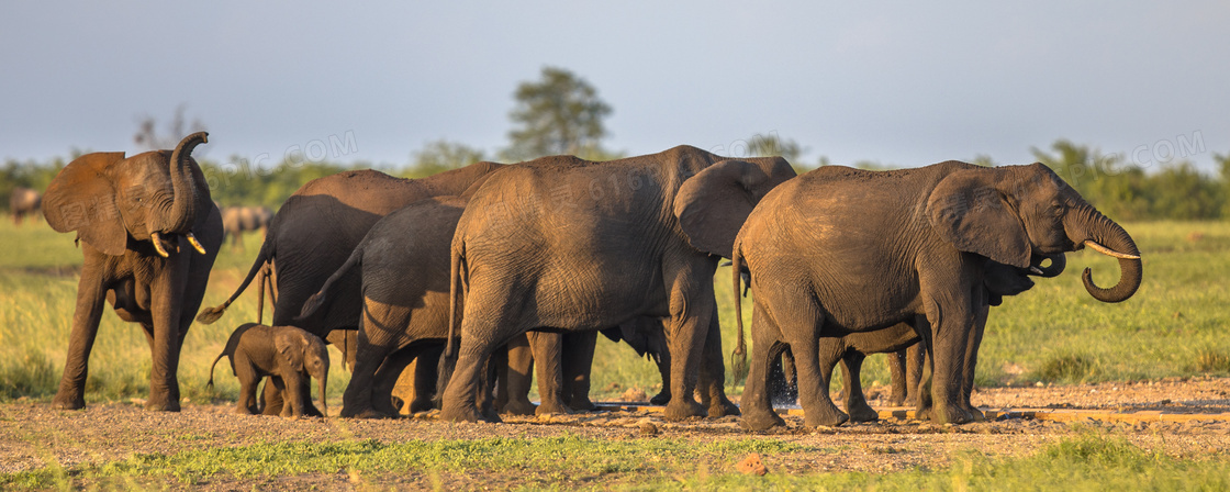 草原上成群结队的大象摄影高清图片
