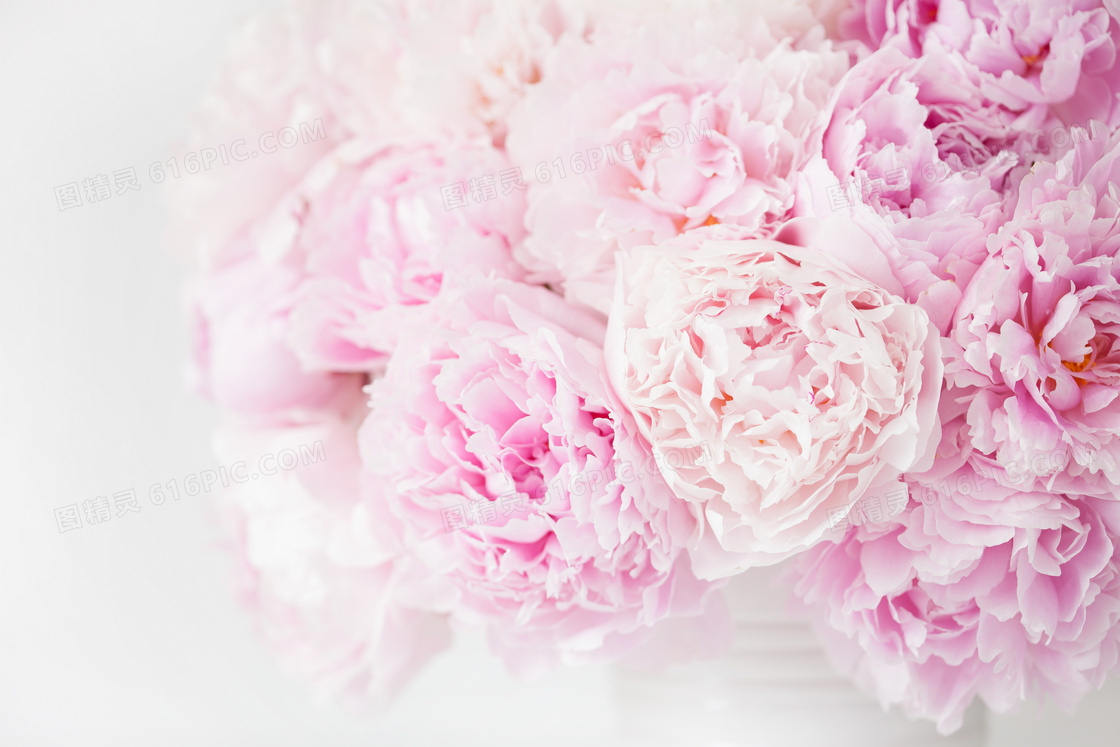花团锦簇的粉色康乃馨摄影高清图片