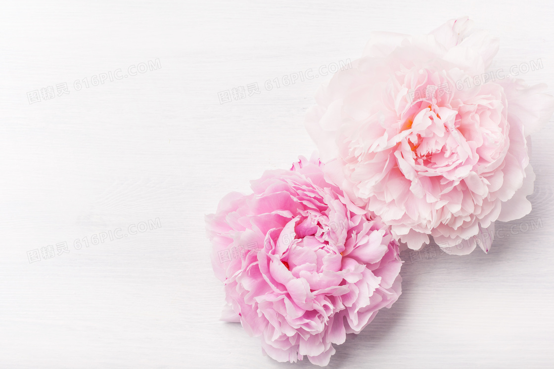 两朵粉红色康乃馨特写摄影高清图片