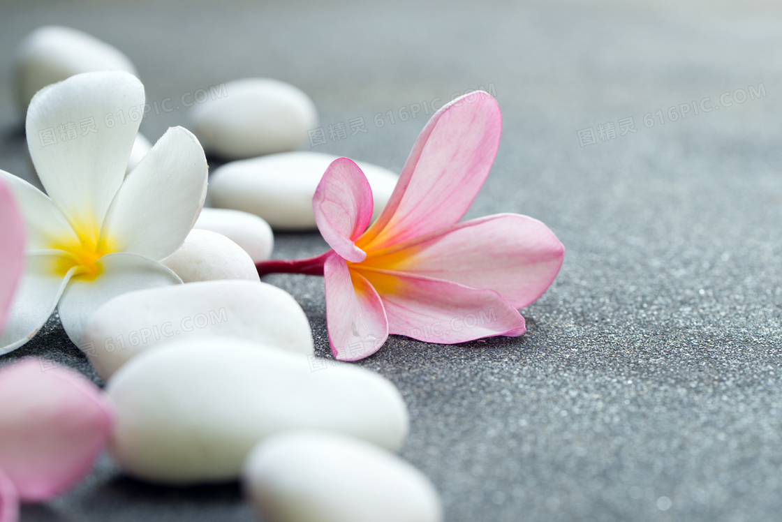 花朵与白色的砭石特写摄影高清图片