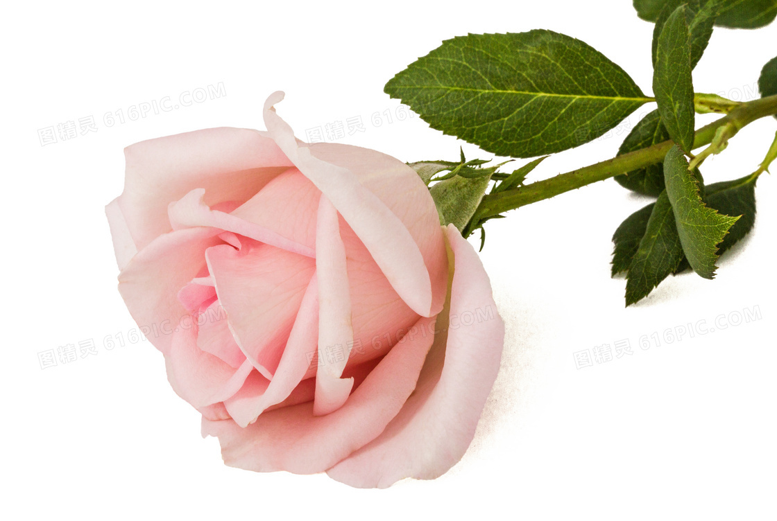 一朵粉红色玫瑰花特写摄影高清图片