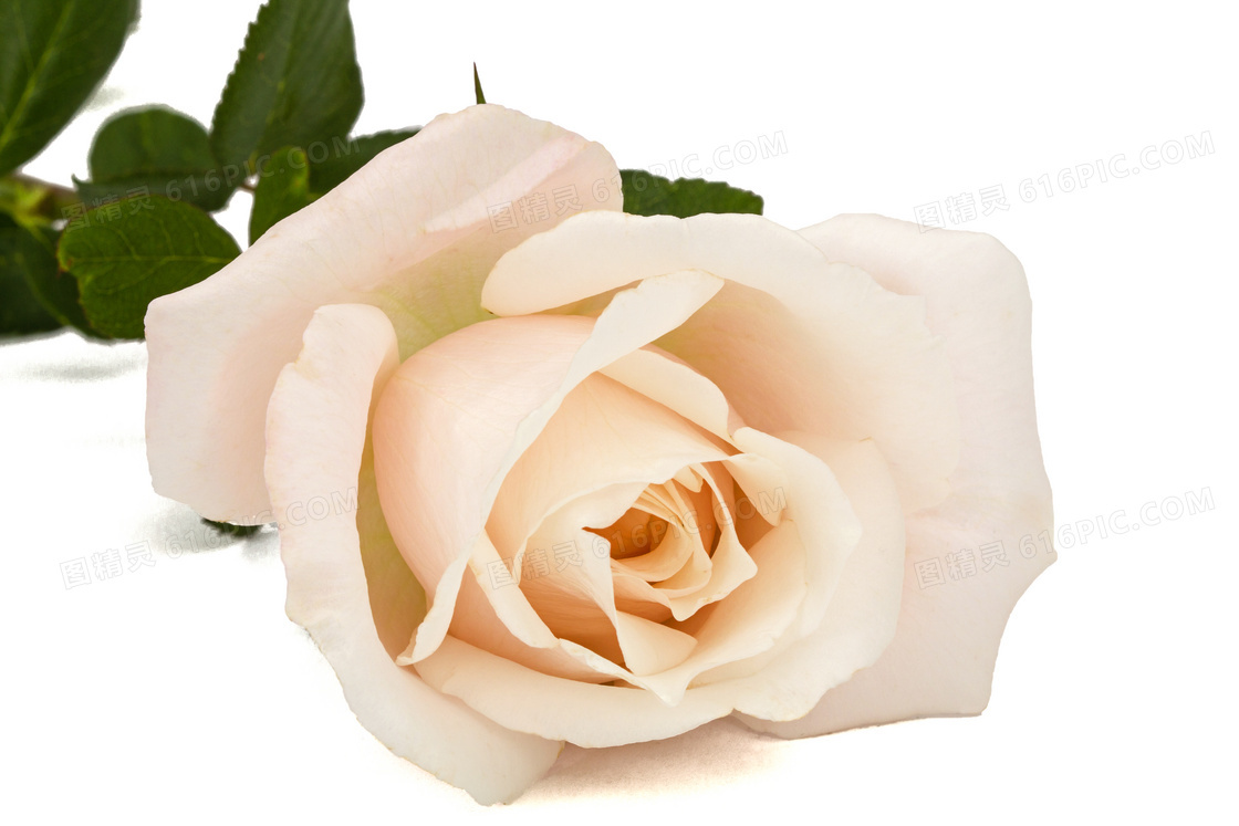 一朵白色玫瑰近景特写摄影高清图片