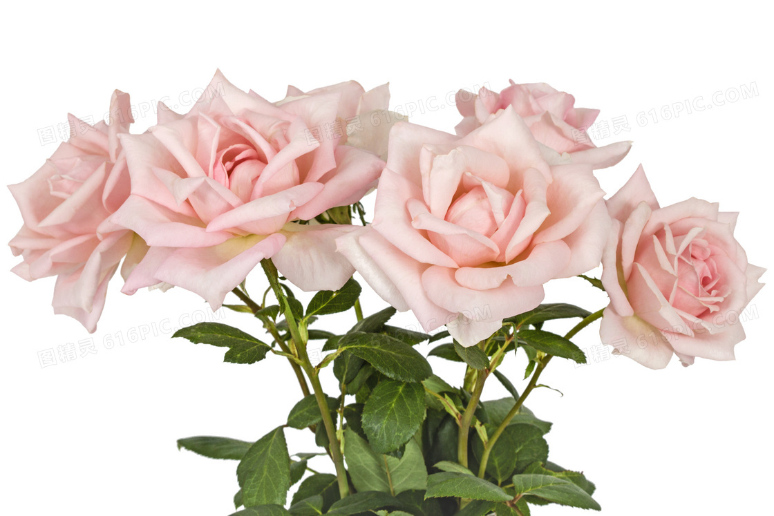 开出粉色花朵的玫瑰花摄影高清图片