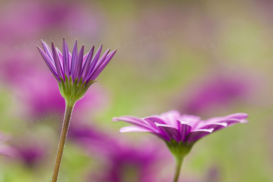 傲立花丛中的紫色菊花摄影高清图片