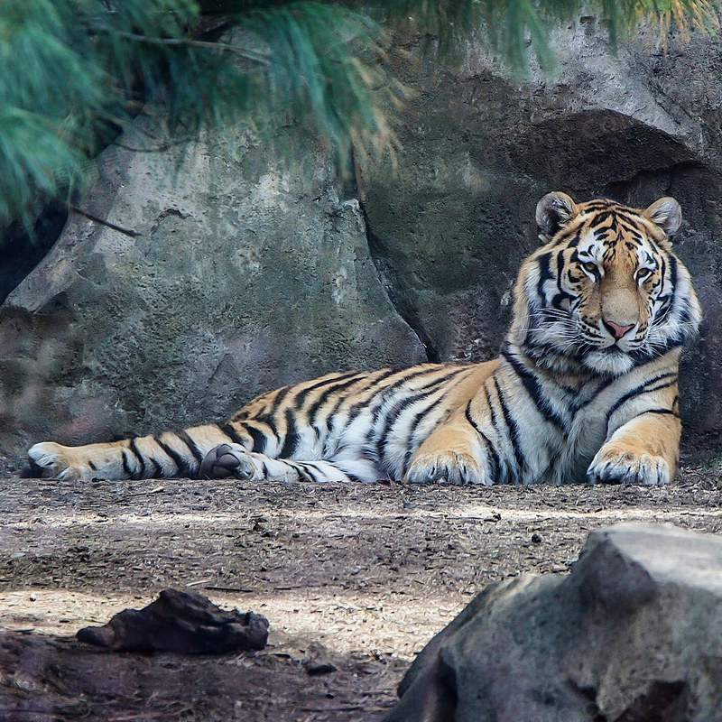 靠着岩石在休息的老虎摄影高清图片