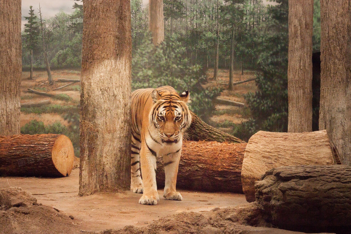 面临砍伐困境中的老虎摄影高清图片