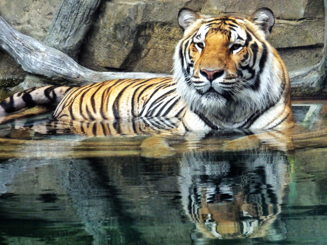 一只在水中玩耍的老虎摄影高清图片