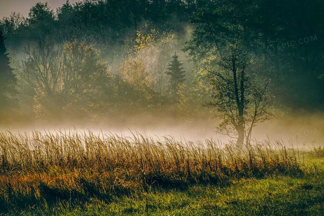 雾气蒙蒙的树林美景摄影图片