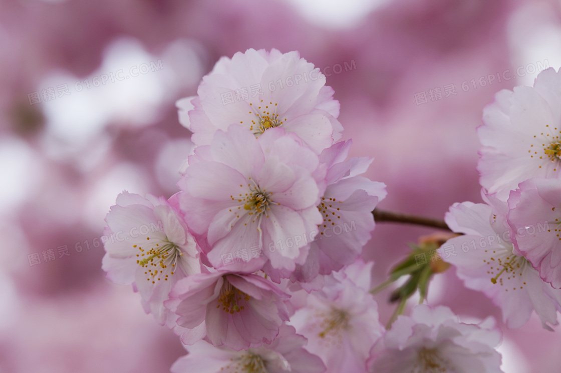 枝头上盛开的樱花高清摄影图片