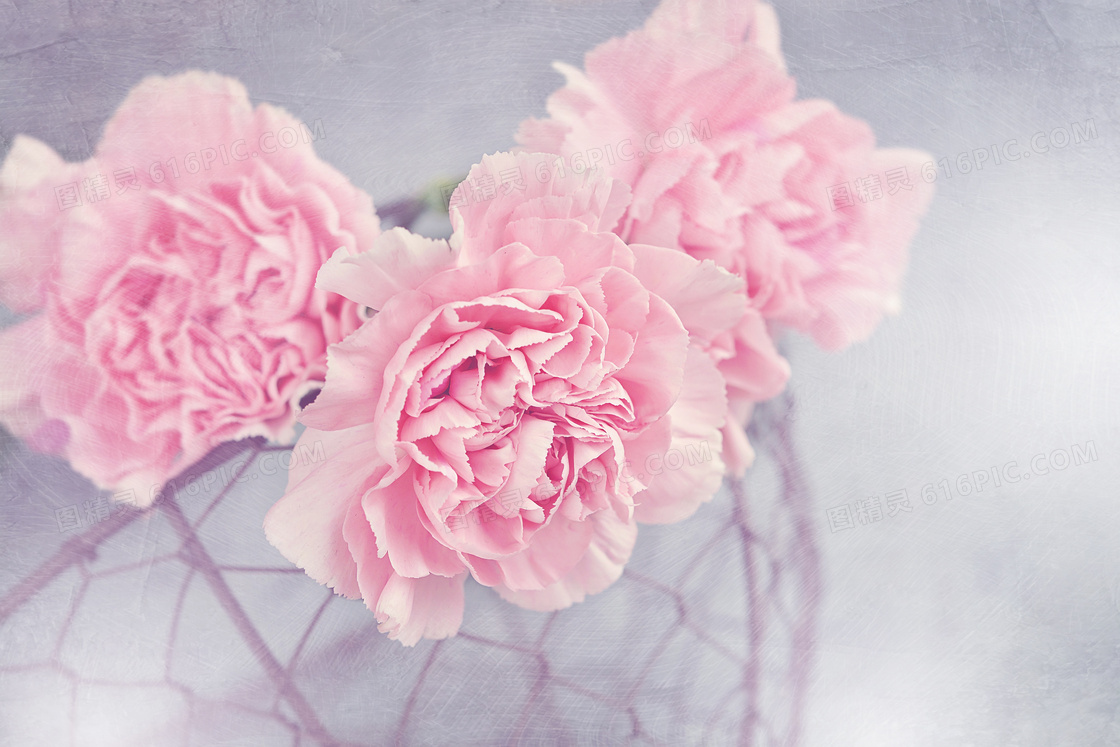 盛开的粉色康乃馨花朵摄影图片