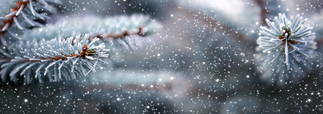 寒冷冬天雪花缀满了的树枝高清图片